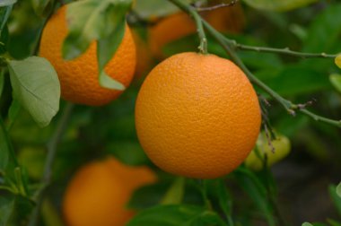 Bereketli yeşil yapraklar beşikte, parlak portakallar güneşli bir meyve bahçesinde. Ambiyans verimli bir hasatın özünü yakalar, bolluğun ve doğanın cömertliğinin sinyallerini verir..