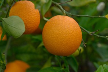 Güneş ışığıyla aydınlanan portakallar canlı bir meyve bahçesindeki dallardan zarif bir şekilde sarkıyor. Çevrelerinde yeşil yapraklardan oluşan bir senfoni var. Hevesli hasatçılar için tazelik ve tatlılık vaat ediyorlar..