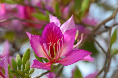 Pembe ve mor tonlardaki renkli yapraklar güneş ışığını yakalarken, yeşil yapraklar parlak ekranı çerçeveler. Huzurlu bir bahçe sahnesi, doğanın güzelliğini takdir eden huzurlu anları davet eder..