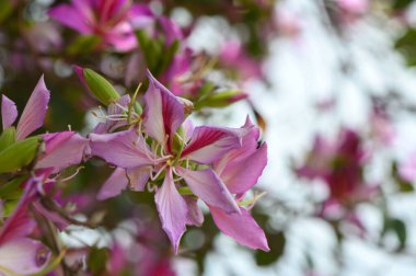 Yumuşak pembe çiçekler zarif bir şekilde açılır, yaprakları hafif meltemde dans ederken canlı yeşil yapraklar parlak güneş ışığı altında bu huzurlu anı çerçeveler. Doğanın güzelliği parıldıyor.