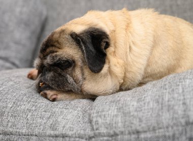 Nazik bir köpek, rahat, gri bir kanepede bir anlık sükunetin tadını çıkarır. Tüyleri, huzur ve rahatlığı somutlaştıran, etrafını huzurlu bir şekilde gözlemlerken hafifçe dağılır..