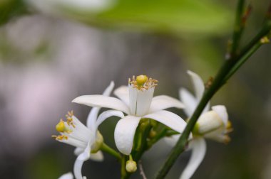 Narin beyaz çiçekler narin yeşil yapraklardan narin bir narenciye ağacının üzerinde ortaya çıkar. Parlak bahar mevsiminde hayat ve tazelik saçar ve oradan geçen herkesi büyüler..