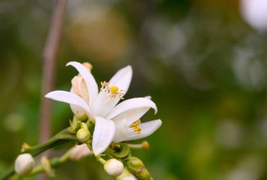 Yumuşak beyaz çiçekler, bereketli yaprakların bulanık arkaplanına karşı zarafetle açar, baharın dingin bir bahçede uyanışının özünü yakalar. Doğanın güzelliği gözler önünde..