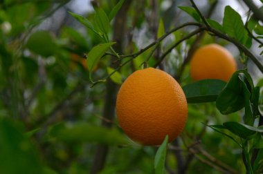 Gün batımında sakin bir meyve bahçesinde olgun portakallar yemyeşil bir alanda sallanıyor. Altın meyve sıcak bir şekilde parlayarak etrafındaki yapraklarla çarpıcı bir kontrast oluşturuyor..