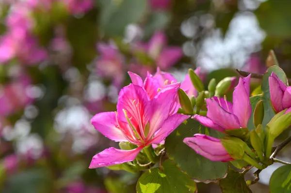 Parlak pembe çiçek demeti yapraklarını yemyeşil yaprakların arasında sergiliyor, ılık güneşin altında canlı bir görüntü yaratıyor, baharın gelişinin sevincini simgeliyor..