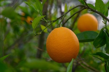 Parlak turuncu meyveler, batan güneşin sıcacık parıltısıyla aydınlanan yeşil dallardan sarkan meyvelerdir. Koruluk, zengin yeşil yapraklarla dolu. Bu hasat için mükemmel bir zemin..