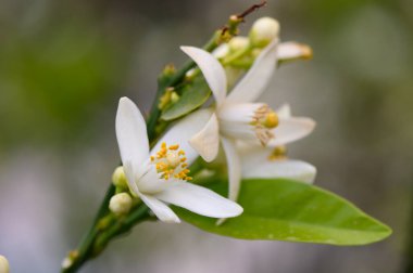 Narin beyaz çiçekler, parlak yeşil yapraklarla çevrili bir narenciye dalında gelişir. Güneş ışığı süzülüyor, çiçekleri aydınlatıyor ve sakin bir bahar atmosferi yaratıyor..
