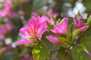 Canlı pembe çiçekler yemyeşil dallarda parlıyor, bir bahar öğleden sonrasının ılık güneşini yakalıyor, doğanın ferahlatıcı güzelliğinin ortasında hayranlığı davet ediyor..