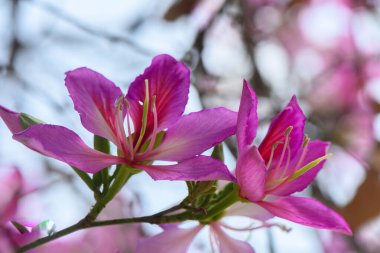 Zarif pembe çiçekler, güneşli bir bahçede, parlak güneşin altında gelişir. Canlı taç yaprakları doğanın sanatını sergiliyor. Renk ve yaşamla dolu pitoresk bir bahar sahnesi yaratıyor..