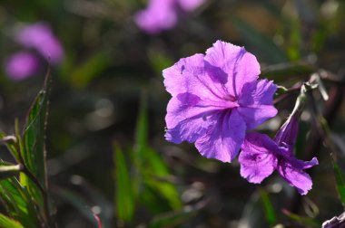 Canlı bir mor çiçek yeşil yaprakların arasında duruyor, parlak güneş ışığı altında narin taç yapraklarını sergiliyor. Bu büyüleyici çiçek tam bahar zamanı ihtişamıyla doğanın güzelliğini yakalar..