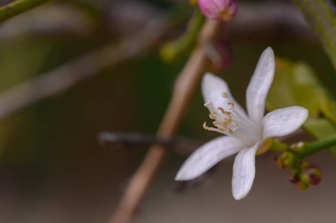 Yeşil ve mor tomurcukların nazik tonlarıyla çevrili güzel beyaz bir çiçek yapraklarını açar. Doğa bu huzurlu bahçe ortamında gelişir, baharda huzur saçar..