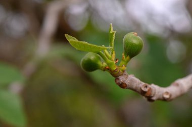 Yeşil incir tomurcukları ince bir dala tutunur, benekli güneş ışığı altında yumuşak yapraklarla çevrilidir. Sahne, baharın yenilenmesinin özünü ve yazın cömertliğinin vaadini yakalıyor..