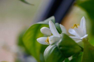 Yumuşak beyaz çiçekler canlı yeşil yaprakların arasında zarif bir şekilde çiçek açar. Huzur ve güzellik hissi uyandırır. Güneş ışığı, sakin atmosferi yükselterek filtreler..