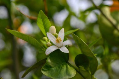 Merkezinde biraz sarı olan güzel beyaz bir çiçek güneşten sırılsıklam olmuş bir meyve bahçesinde canlı yeşil yaprakların arasında narin bir şekilde açar. Sahne, baharın yenilenmesinin özünü yakalıyor..