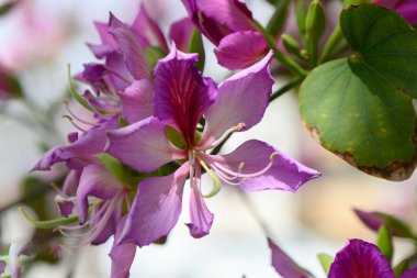 Pembe ve mor çiçek kümeleri altın güneş ışığının tadını çıkarırken dikkatleri üzerine çekiyor. Karmaşık taç yaprakları zarifçe açılır ve huzurlu bahçe atmosferine güzellik katar..