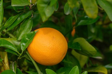 Olgun bir portakal dalından sarkan, parlak yeşil yapraklarla çevrili, gün ışığında parıldayan, sakin bir korulukta sıcak bir öğleden sonranın özünü yakalıyor..