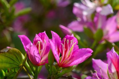 Canlı bir bahçede güneşe doğru açılan narin pembe yapraklar. Arılar kanat çırpar, sakin bahar atmosferine hayat katar. Kokulu çiçeklerle dolu..