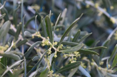 Narin zeytin ağaçları canlı yeşil yaprakların arasından bakıp güneşli bir korulukta güzel bir manzara yaratırlar. Baharın güzelliği yeni gelişmeler ve yeni başlangıçlarla canlıdır..