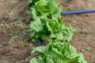 Canlı yeşil marul sürüleri, özenle döşenmiş bir sulama sistemiyle beslenen ve hasat için hazır, parlak güneş ışığının tadını çıkaran iyi sürülmüş topraklarda güçlü bir şekilde büyür..