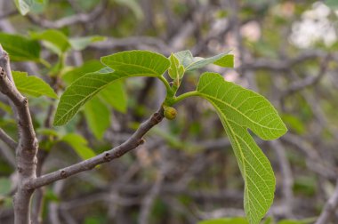 İncir yaprakları ince dalların arasından çıkar ve sıcak güneş ışığına ulaşır. Doğa, hayatın ahenkli bir şekilde serpildiği bu huzurlu bahçede gelişir..