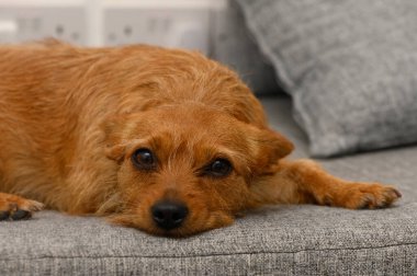 Küçük, altın-kahverengi bir köpek yumuşak gri bir kanepede uzanıyor, rahat bir yüz ifadesi ile, sakin bir öğleden sonra ıslanıyor, tarafsız dekor ile çevrili..
