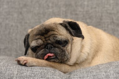 Çekici bir köpek başı patide dinlenen yumuşak, gri bir kanepeye uzanır. Burnunu şakacı bir şekilde yalayarak sükunet ve merak karışımı yayarak odayı aydınlatıyor..