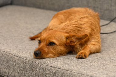 Küçük kahverengi bir köpek, yumuşak, gri bir kanepede dinlenir, kulakları kabarır, sakin bir öğleden sonra ışığının sıcaklığında sırılsıklam olur. Oda huzur ve sükunet yayar..