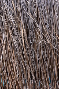 Gaziveren Kıbrıs Rum Kesimi - 04.04.2025 Canlı mavi bir araç güneşli bir günde büyüleyici binalar ve canlı bir atmosferle çevrili yeşil meyvelerle bezenmiş yemyeşil bir ağacın yanında dinleniyor.