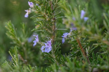 Taze biberiye yapraklarından çıkan lavanta çiçekleri huzurlu bir bahçede güzel bir renkli duvar halısı oluşturuyor. Güneş nazikçe sahneyi aydınlatıyor, cazibesini arttırıyor..