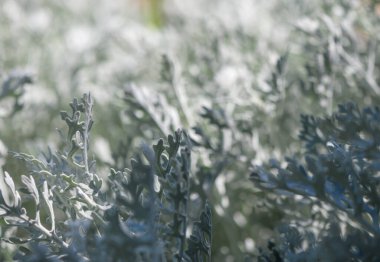 Güneş ışığı narin gümüşi yaprakların arasından süzülerek huzurlu bir bahçede huzurlu bir atmosfer yaratır. Hafif bir esinti yeşillikleri karıştırır, sakinleştirici sahneyi canlandırır..