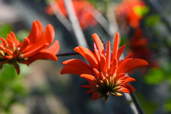 Brilliant orange flowers open wide, basking in the sunshine of a tropical garden. Lush greenery surrounds them, creating a lively and serene atmosphere filled with color and life.