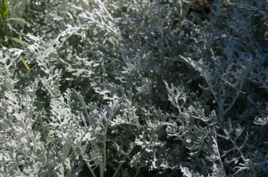 Yumuşak bir gümüşi yeşil yaprak halısı bahçeyi doldurur, sıcak güneş ışığıyla aydınlatılır. Her eşsiz yaprak şekli, dokulardan canlı bir duvar halısı yaratarak, yakın gözlemleri davet eder..