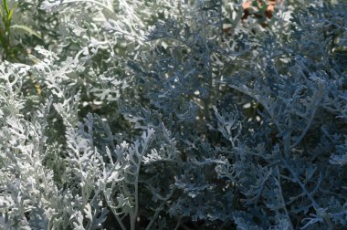 Canlı bir bahçe, sıcak güneş ışığıyla aydınlanan yemyeşil gümüşi yaprakları ortaya çıkarır. Yaprakların karmaşık şekilleri, sakin bir öğleden sonra doğa meraklıları için büyüleyici bir zemin oluşturuyor..