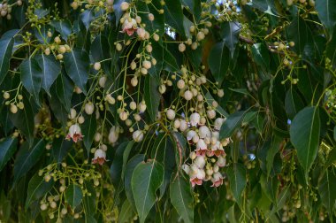 Sakin bir bahçede, yemyeşil dallardan sarkan çiçek açan meyve kümeleri güneşin sıcak bakışları altında. Doğanın zarafeti yazın başında, nefes kesen bir güzellikte parlıyor..