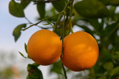 Olgun portakallar yeşil bir ağaç dalından sarkan, parlak renkleri altın güneş ışığında parlayan. Etraflarındaki yapraklar yemyeşil bir zemin oluşturarak dingin bir ortam yaratıyor..