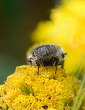 Bir yaban arısı özenle canlı sarı bir çiçekten nektar toplar. Etrafı yemyeşil yemyeşil, öğleden sonra güneşinin sıcacık ışıltısı altında..