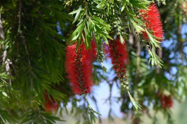 Parlak kırmızı çiçek demetleri yeşil yeşilliklerden zarif bir şekilde sarkıyor ve bir yaz öğleden sonrasının altın ışıklarının tadını çıkarıyorlar. Doğa muhteşem bir renk ve uyum içinde gelişir..