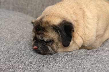 Çekici bir köpek başını yumuşak gri bir kanepede dinlendirir, gözleri kapalıdır ve dili hafifçe dışarı çıkar. Sıcak atmosfer bu tembel öğleden sonra rahatlamaya davet ediyor..