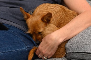 Küçük bir köpek bir insanın kucağında huzur içinde yatar, sıcaklığın ve güvenliğin tadını çıkarır. Huzurlu atmosfer, dostluk ve aşk bağını kapalı bir ortamda yakalar..