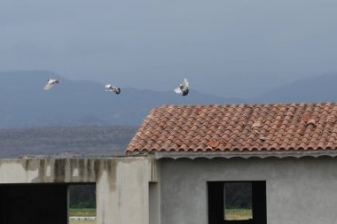 Güvercinler fayanslı bir çatıdan uçar, açık gökyüzünde zarafetle süzülür. Arka planda sakin bir kırsal alan uzanır, manzaralı dağları ve yemyeşil alanları gözler önüne serer..