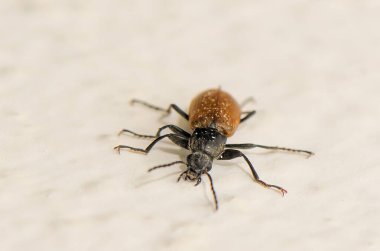 Parlak kahverengi ve siyah vücutlu küçük bir böcek dokulu bir yüzey boyunca sürünür. Güneş ışığı, onun hassas özelliklerini vurgular, doğanın güzelliğini yakından gösterir..