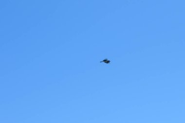 Yalnız bir kuş, geniş mavi bir arka planda zahmetsizce yelken açar. Sıcak bir güneşin altında, havanın yumuşak akıntılarını yakalarken, kanatları genişçe açılır..