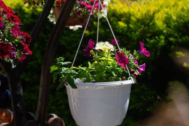 Renkli çiçeklerle süslenmiş güzel bir asma ekicisi güneşli bir bahçeye cazibe katar, yemyeşil salınımlar arasında hafifçe salınır, dinlenmek için sakin bir atmosfer yaratır..