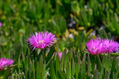 Narin mor çiçekler, canlı yeşil yaprakların arasında hayat bulur. Sıcak güneş ışığının tadını çıkarırlar. Doğanın sanatsal yeteneği tüm gözler önünde, geçen herkesi büyülüyor..