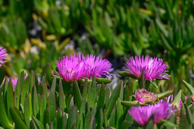 Güneş ışığıyla yıkanmış sakin bir sahil bahçesinde, canlı mor çiçekler çiçek açarak, çevresini çevreleyen yeşil yapraklara renk katar, hayranlık ve sükuneti davet eder..