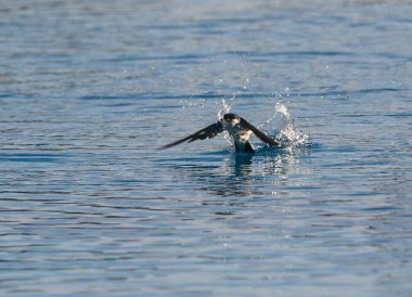 Bir kuş durgun suda kaymağını yer ve damlacıkları havaya gönderir. Sakin göl şafağın yumuşak tonlarını yansıtıyor, hayat dolu sakin bir atmosfer yaratıyor..