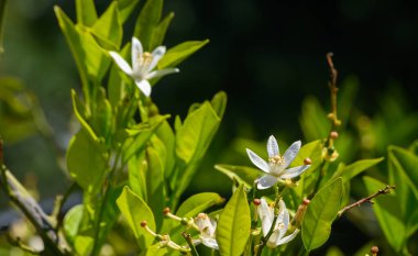 Güneş ışığı yemyeşil yaprakların arasından süzülür, sakin bahçeye hayat ve güzellik getiren narin beyaz çiçeklerin altını çizer. Doğa bu huzurlu sahnede gelişir..