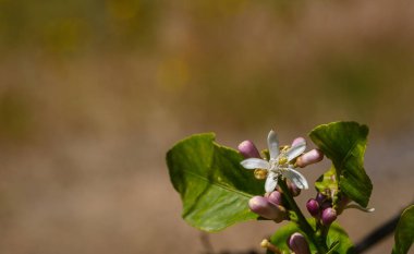 Yumuşak pembe tomurcuklarla narin beyaz narin narin narin narin narin narin narin narin çiçekleri ortaya çıkar, sakin bir bahçede güneş ışığıyla aydınlanır. Taze yapraklar, baharın canlanmasının ve canlanmasının özünü yakalıyor..