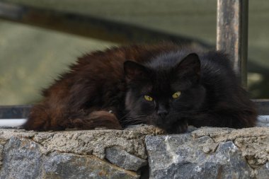 Çarpıcı bir kara kedi, güneş batarken çevreyi izleyen keskin sarı gözleriyle, yıpranmış taş bir çıkıntının üzerinde rahatça dinlenir..
