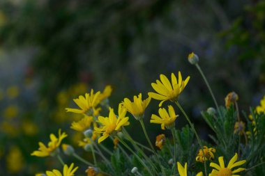 Canlı sarı papatyalar, yemyeşil yemyeşil yemyeşil bahçelerle çevrili yumuşak güneş ışığına doğru uzanıyor ve hayat dolu neşeli bir bahar atmosferi yaratıyor..